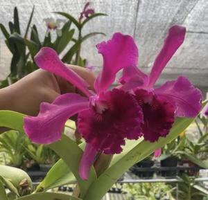 Cattleya Patricio Almeida