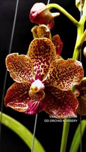 Vanda Ken Arok