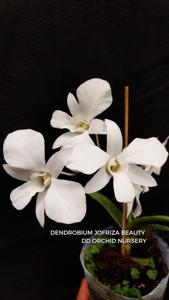 Dendrobium Jofriza Beauty