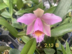 Cattleya IM Jingwei