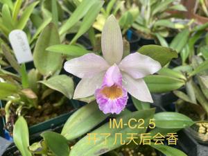 Cattleya IM Jingwei