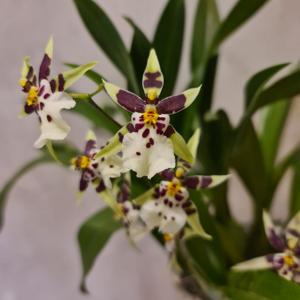 Brascidostele Salima Tejani