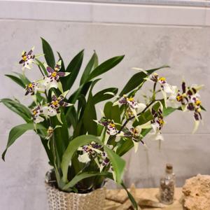 Brascidostele Salima Tejani