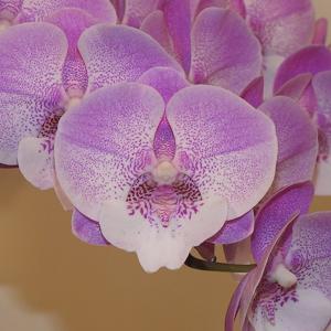 Phalaenopsis Lianher Mermaid