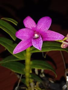 Dendrobium Pesona Raja Ampat