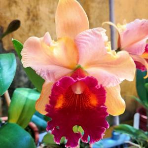 Rhyncholaeliocattleya Graf's Pincelada