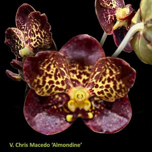 Vanda Chris Macedo