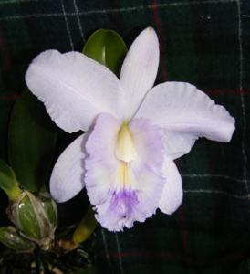 Cattleya Memoria Shareen's Blue Abyss