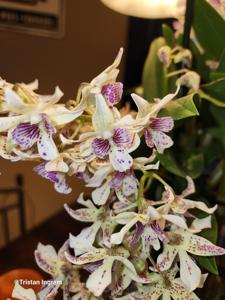 Dendrobium Memoria Sue Golan