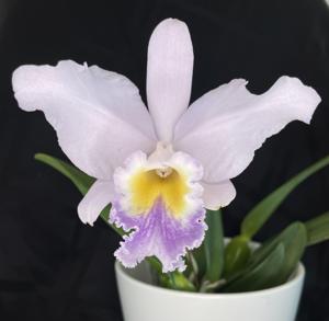 Cattleya Claire Charland