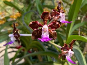 Papilionanda Motes Spitfire