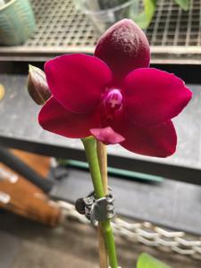 Phalaenopsis SWR Viola