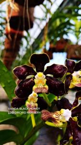 Vanda Black Honey