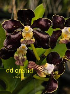 Vanda Black Honey