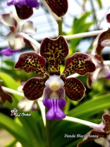 Vanda Black Honey