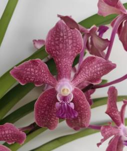 Vanda Pakchong Red