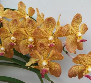 Vanda Supreme Tri Sunset