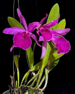 Brassocattleya Goh Soh Meng