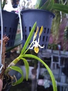 Dendrobium Kujang Tatar Sunda