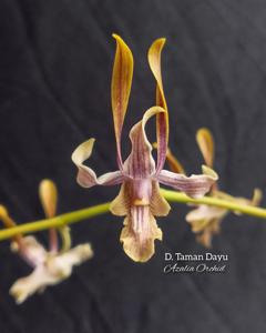 Dendrobium Taman Dayu