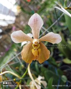 Vanda Elio