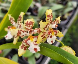 Oncidium Nurelias