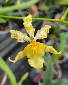 Oncidium Nurelias