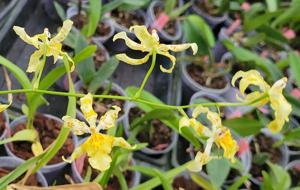 Oncidium Nurelias