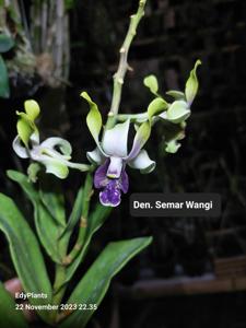 Dendrobium Semar Wangi