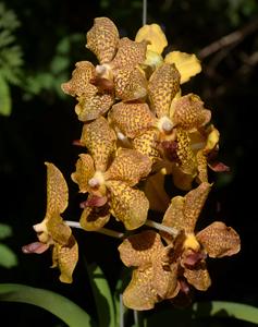 Papilionanda Yunnan Smile