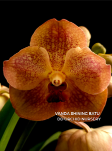 Vanda Shining Batu