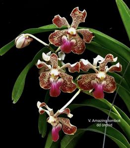 Vanda Amazing Lombok