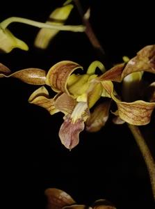 Dendrobium Dhebora Krisnowati