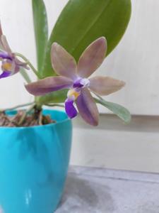 <i>Phalaenopsis</i> Topaz Octopus