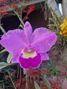 Rhyncholaeliocattleya S. y N. Marcello Ballari