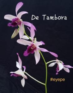 Dendrobium De Tambora