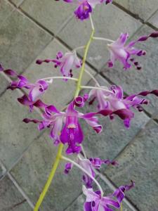 Dendrobium Maria Tinawati