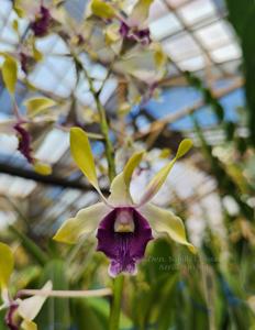 Dendrobium Nabilla Carissa