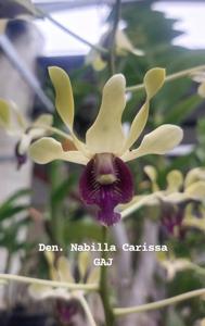 Dendrobium Nabilla Carissa