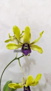 Dendrobium Nabilla Carissa