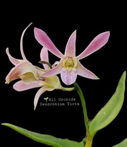 Dendrobium Tirta