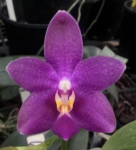 Phalaenopsis Frog Hollow Venacea