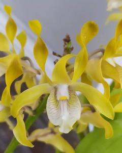 Dendrobium Show Me The Money