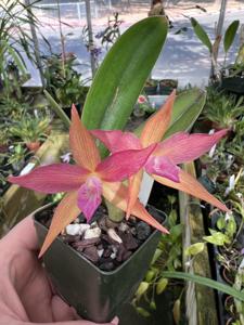 Cattleya Raingreen's Little Cayenne