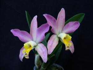 Cattleya Teipels Longipenny