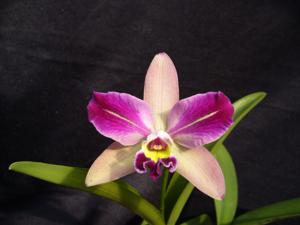 Cattleya Teipels Longipenny