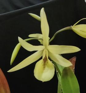 Brassanthe Graf's Guatenodosa