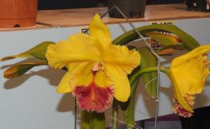 Rhyncattleanthe Shiang-Chuen Pineapple