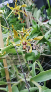 <i>Dendrobium</i> HBO Trivirga Yellow