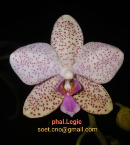 Phalaenopsis Legie